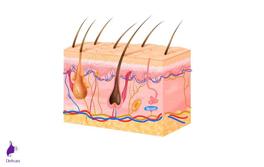 ویژگی های ساختمان مو در ریشه