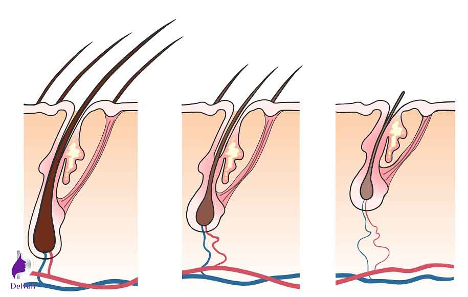 چرخه رشد در ساختمان مو